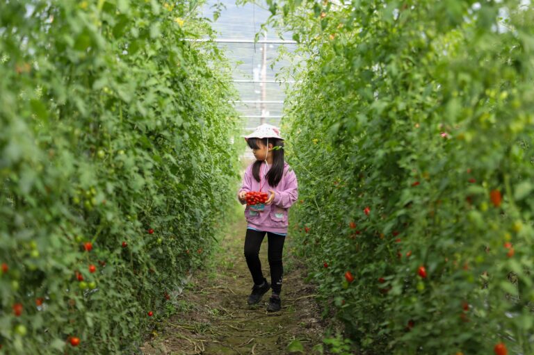 吉東國小種番茄採番茄-072