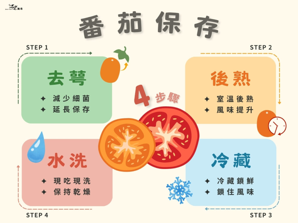 番茄保存的四個步驟：去蒂、後熟、冷藏、水洗示意圖｜又生農場