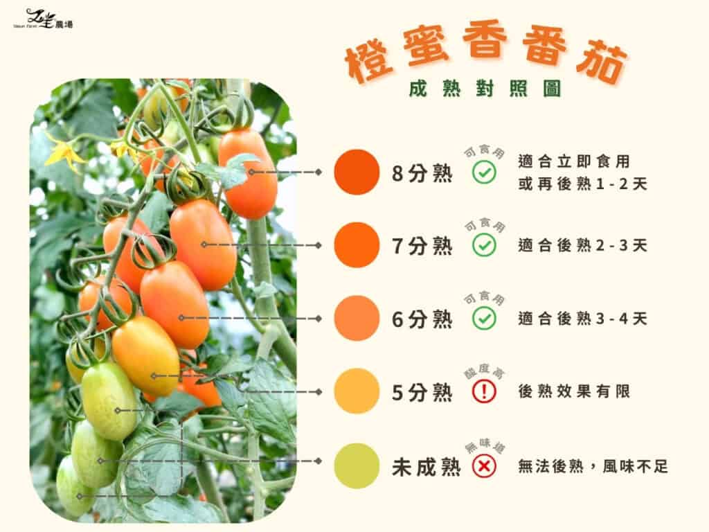 橙蜜香番茄成熟度對照圖
