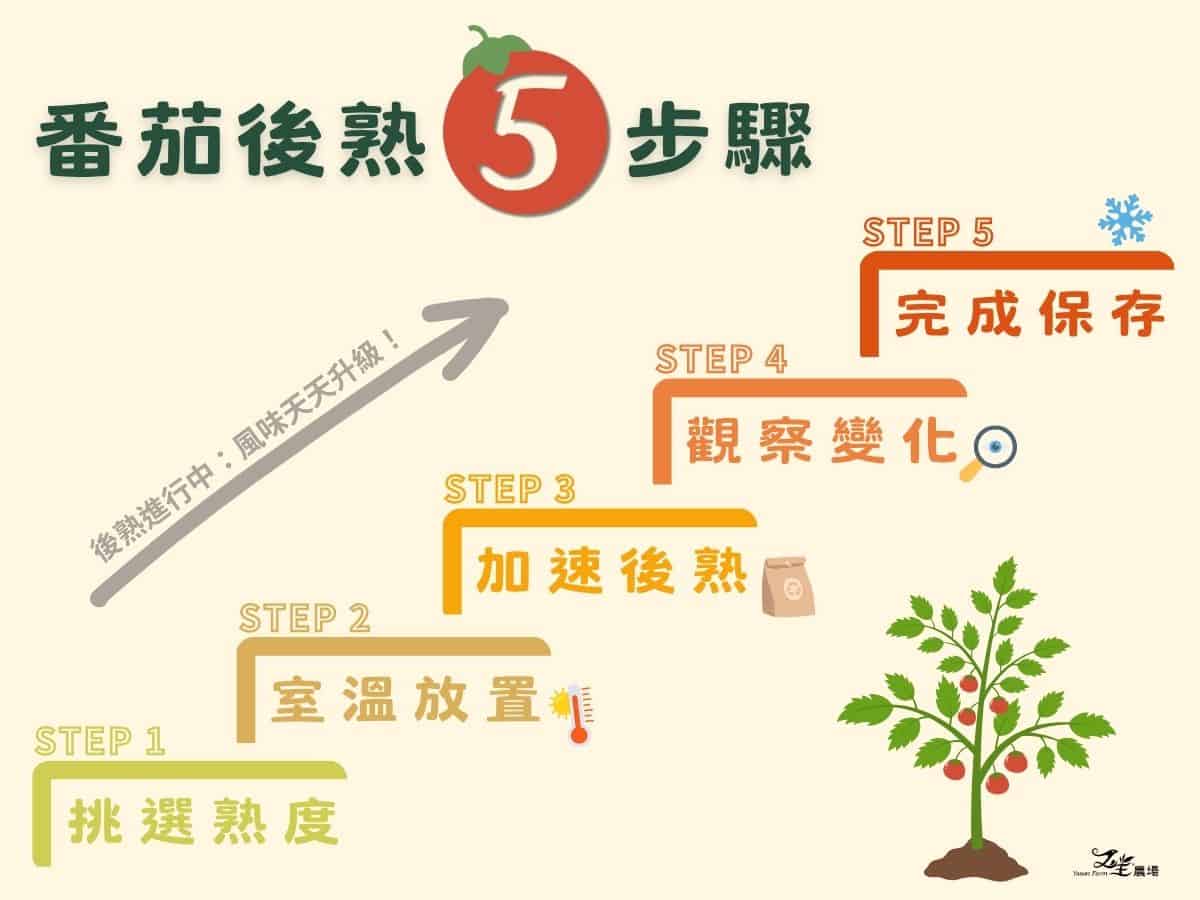 番茄後熟五步驟圖解：挑選熟度、室溫放置、加速後熟、觀察變化、完成保存